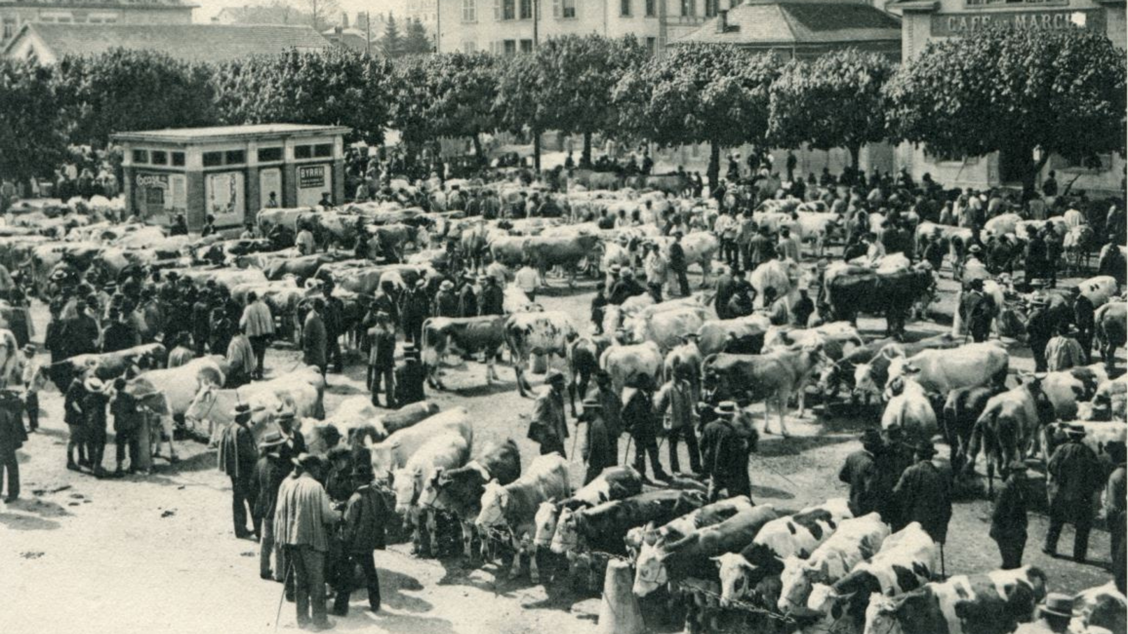 Neumarktplatz 1908 slider